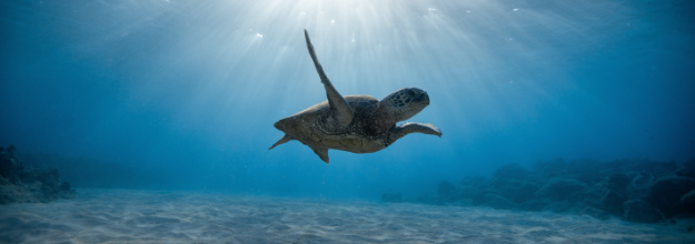 swimming turtle