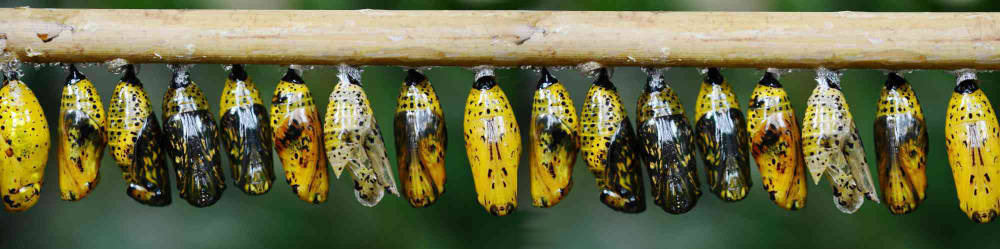 Cocoons are just butterflies-to-be