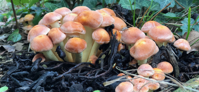 Paddestoelen als de sporen die we achterlaten