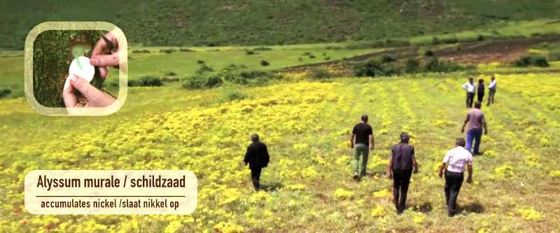 Veld schildzaad t.b.v. fytoremediatie